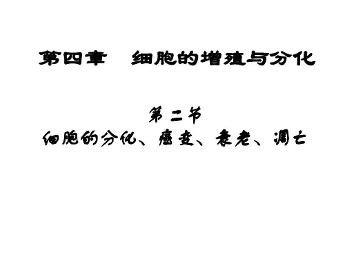 细胞分化、癌变、衰老、凋亡剖析