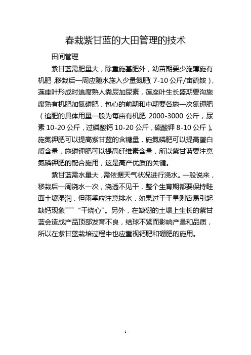 春栽紫甘蓝的大田管理的技术