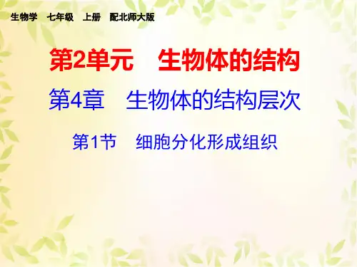 第4章 第1节  细胞分化形成组织