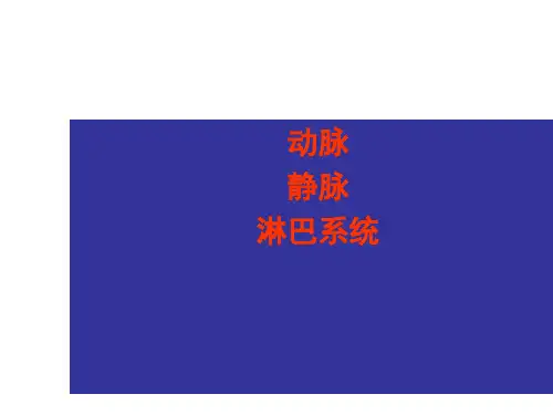 动脉、静脉、淋巴1110