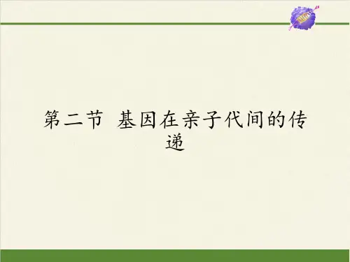 八年级生物下册教学课件-7.2.2基因在亲子代间的传递6-人教版