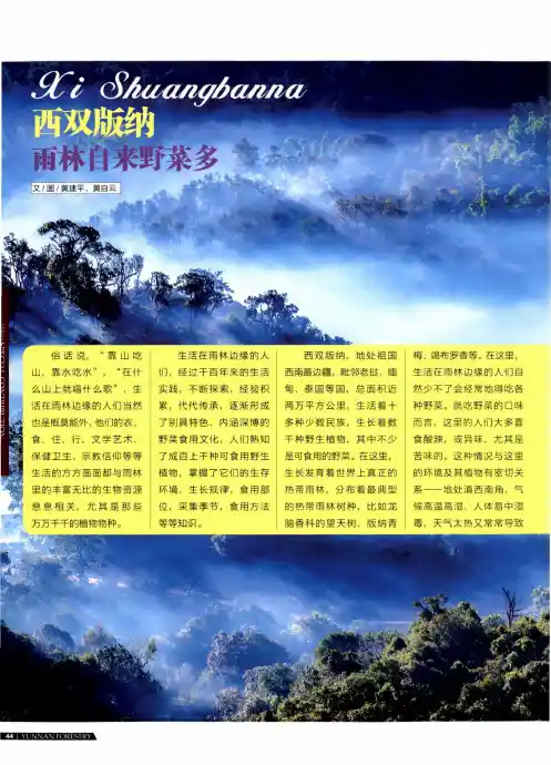 西双版纳雨林自来野菜多
