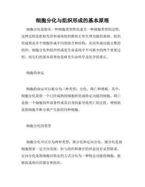 细胞分化与组织形成的基本原理