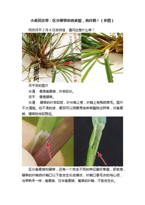 小麦田杂草：区分硬草和看麦娘，看叶鞘！（多图）