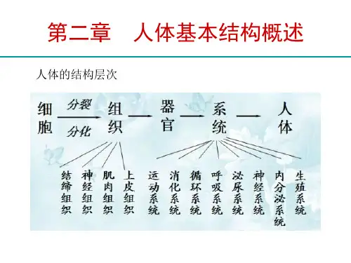 人体解剖心理学