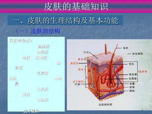 皮肤基础知识大全ppt课件
