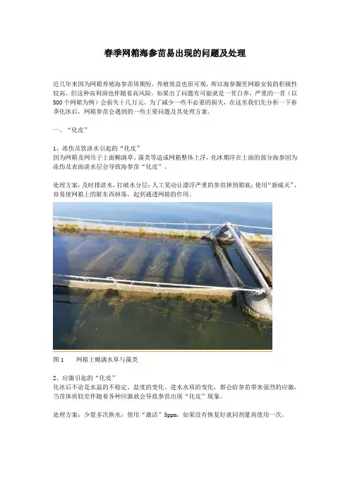 春季网箱海参苗易出现的问题及处理