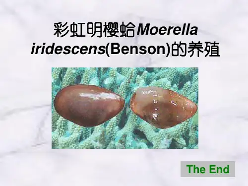 彩虹明樱蛤Moerellairidescens(Benson)的养殖