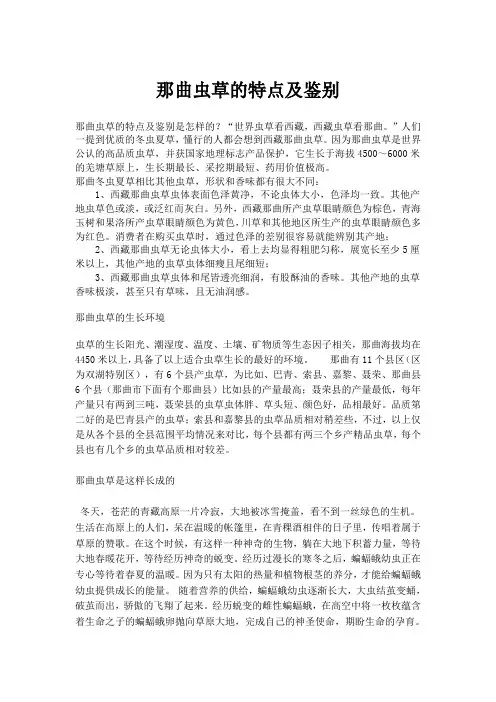 那曲虫草的特点及鉴别