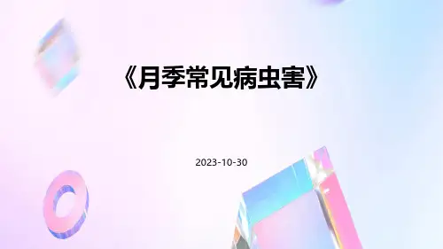 月季常见病虫害