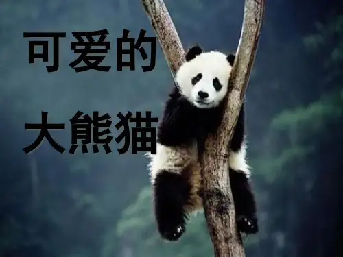 《可爱的大熊猫》PPT课件