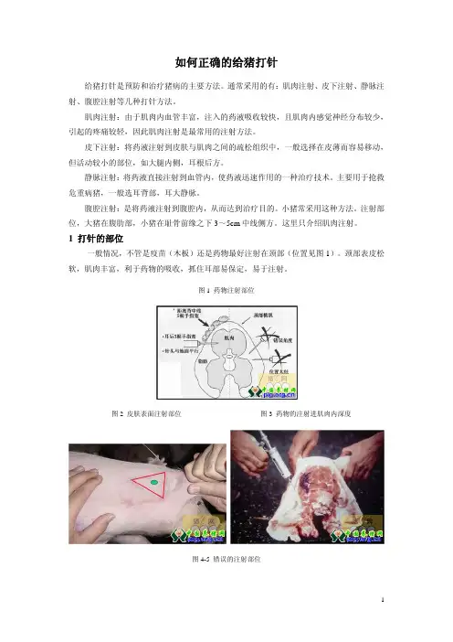 如何正确的给猪打针
