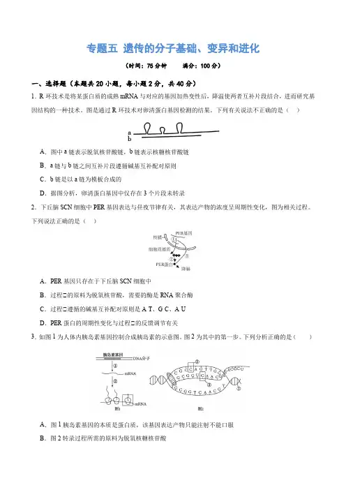 高考生物专题五 遗传的分子基础、变异和进化(测试)(原卷版)