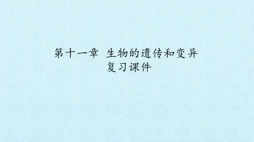 京改版八年级生物上册第十一章 生物的遗传和变异  复习课件(共32张PPT)