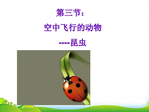 八年级生物上册 空中飞行的动物(鸟)课件 人教新课标