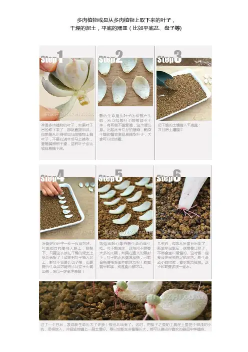 多肉植物的叶子繁殖方法
