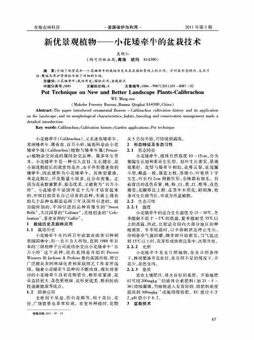 新优景观植物——小花矮牵牛的盆栽技术