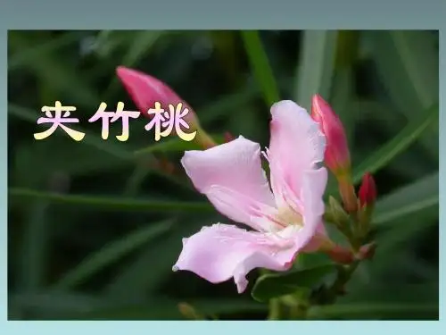 《夹竹桃》教学课件(详细解读)