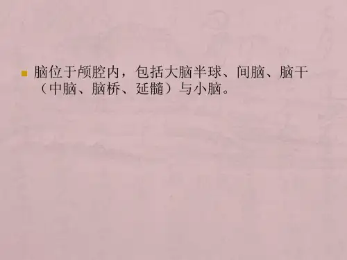 脑MRI常用解剖