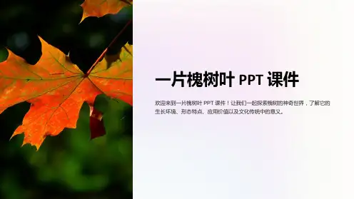 一片槐树叶课件