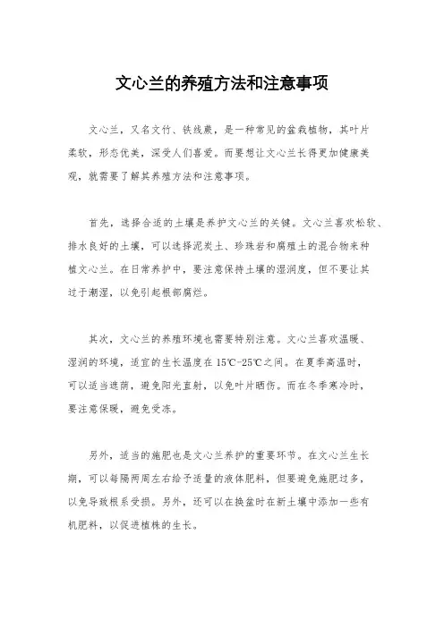 文心兰的养殖方法和注意事项