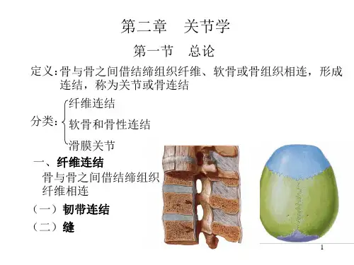 关节学人体解剖学PPT课件