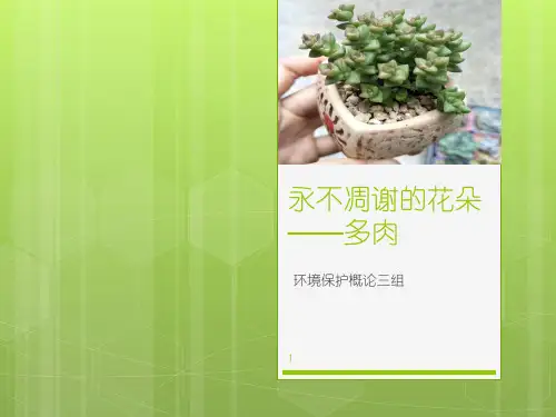 多肉植物介绍PPT幻灯片课件