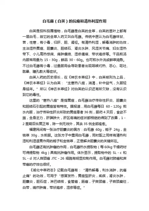 白毛藤（白英）的抗癌和清热利湿作用
