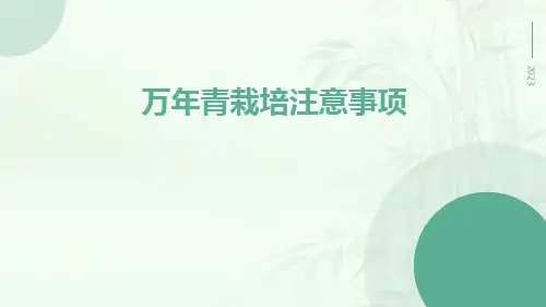 万年青栽培注意事项