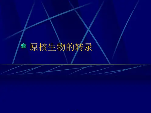 原核生物的转录PPT课件