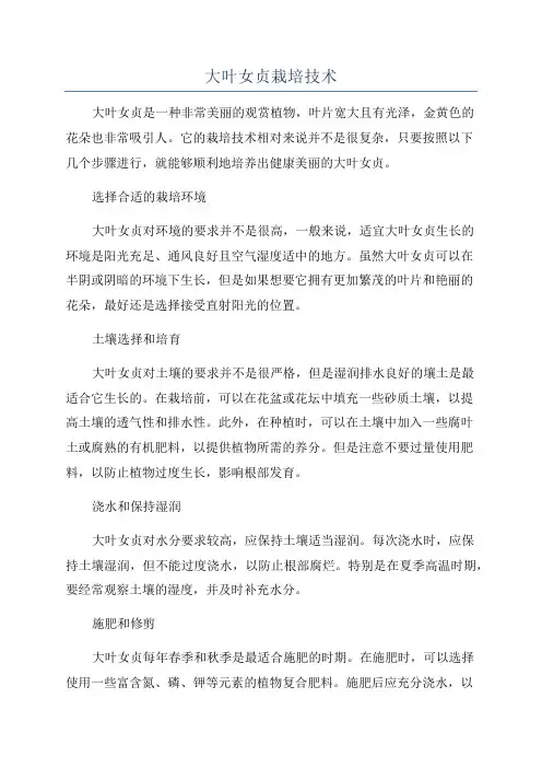 大叶女贞栽培技术