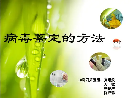 病毒鉴定的方法---科四第5组