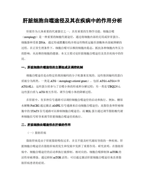 肝脏细胞自噬途径及其在疾病中的作用分析