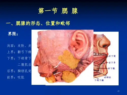 唾液腺解剖PPT演示课件