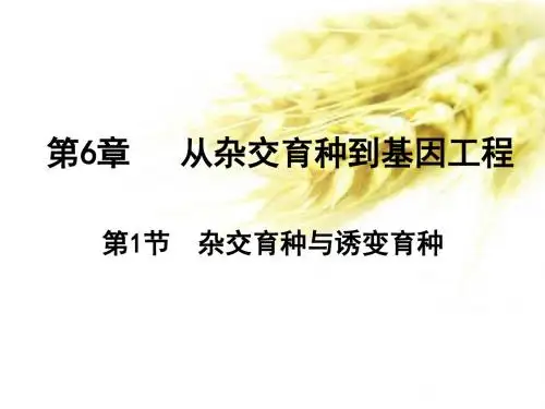 人教版生物必修2 第6章 第1节 杂交育种与诱变育种 课件 (共22张PPT)