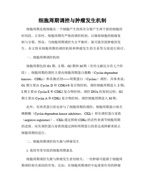 细胞周期调控与肿瘤发生机制