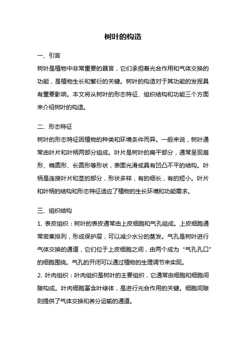 树叶的构造