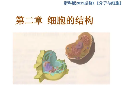 细胞质是多项生命活动的场所(第二课时)高一生物上学期同步课件(2019浙科版必修1)