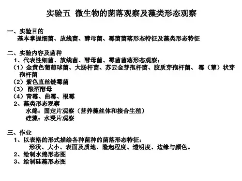 微生物的菌落观察及藻类形态观察