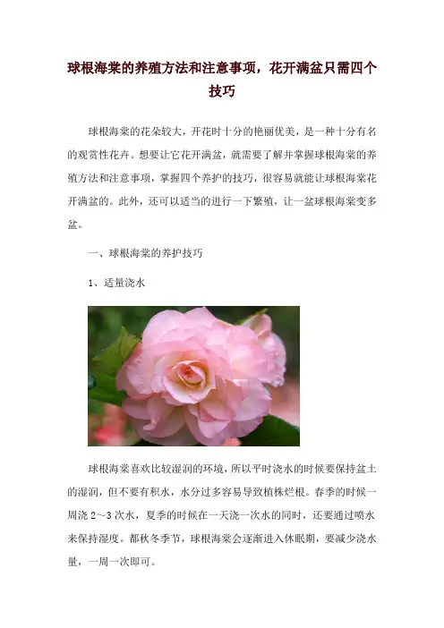 球根海棠的养殖方法和注意事项,花开满盆只需四个技巧