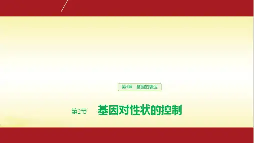 4.2 基因对性状的控制-课件【新教材】人教版(2019)高中生物必修二 (共29张PPT)