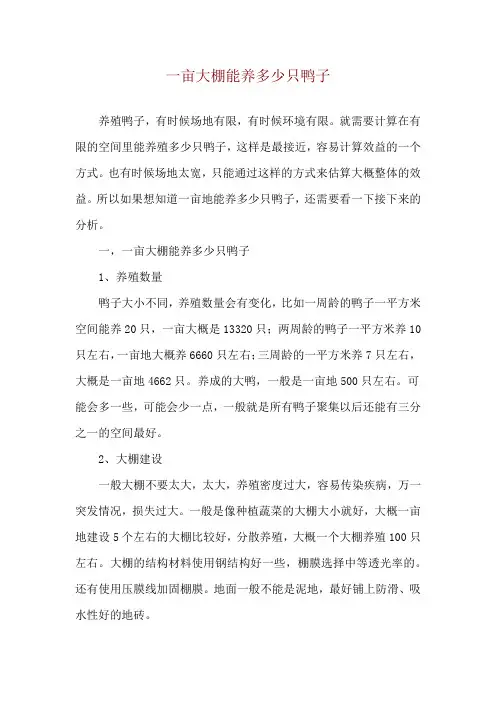 一亩大棚能养多少只鸭子