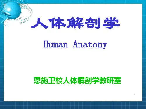 《内脏神经》PPT课件