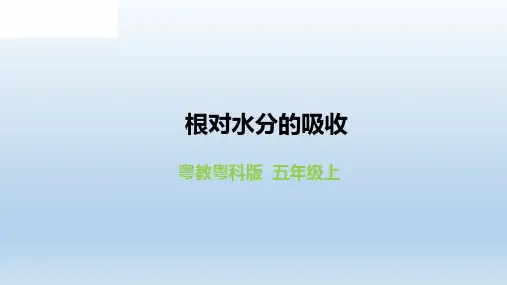 新粤教版五年级科学上册1.2《根对水分的吸收》 教学课件