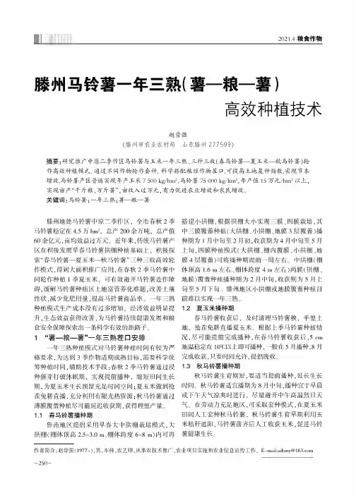 滕州马铃薯一年三熟(薯—粮—薯)高效种植技术