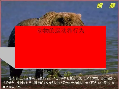 动物的运动和行为PPT课件2 人教版优秀课件