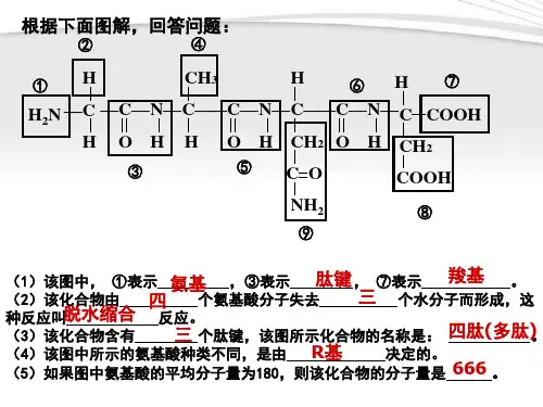 蛋白质的计算课件2021-2022学年高一上学期生物人教版必修1 (1)
