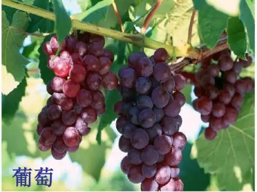 二年级上册语文17课《酸的和甜的》教学课件