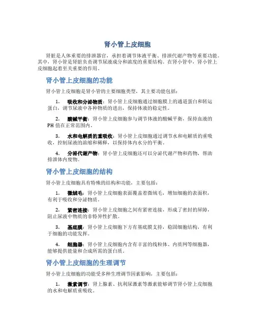 肾小管上皮细胞