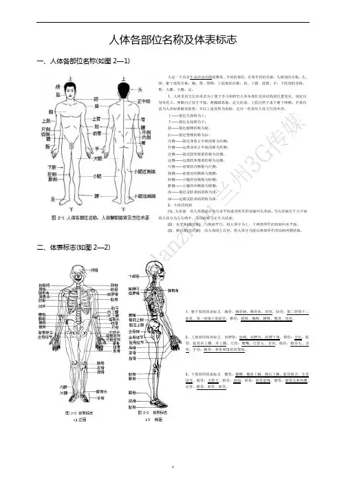 人体各部位名称及体表标志